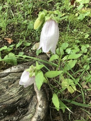 Campanula punctata punctata