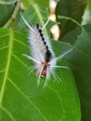 Halysidota cinctipes