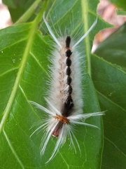 Halysidota cinctipes