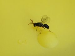 Terobiella