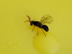 Terobiella