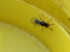 Terobiella
