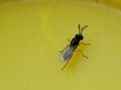 Terobiella