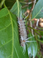 Halysidota cinctipes