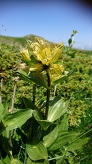Gentiana punctata