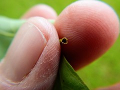 Caulocampus acericaulis