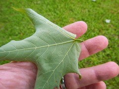 Caulocampus acericaulis