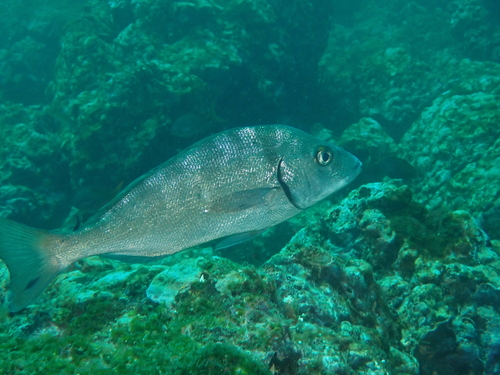 Orthopristis cantharinus — Haemulidae — 4