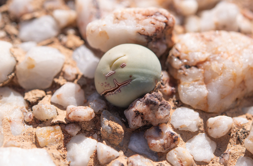 Conophytum calculus