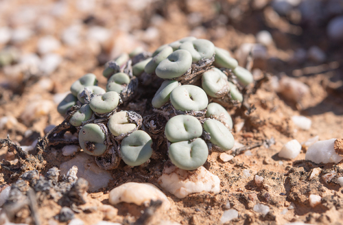 Conophytum minutum
