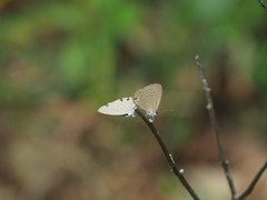 Jamides bochus formosanus
