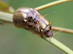 Paropsisterna agricola
