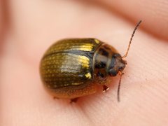 Paropsisterna agricola