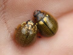 Paropsisterna agricola