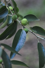 Ziziphus rivularis
