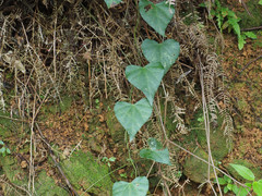 Pericampylus glaucus