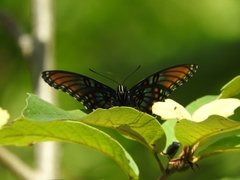 Limenitis arthemis arizonensis