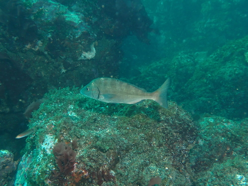 Orthopristis cantharinus — Haemulidae — 3