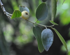Ziziphus rivularis
