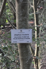 Ziziphus rivularis