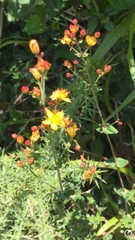 Hypericum pulchrum