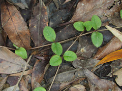Bonnaya ruelloides
