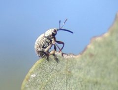 Exapion ulicis