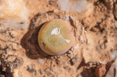 Conophytum subfenestratum