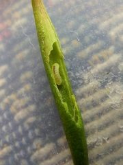 Terobiella nigriceps