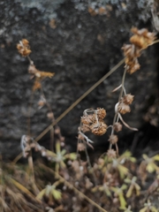 Artemisia lagocephala, photograph (c) Dmitry Ivanov, some rights reserved (CC BY)