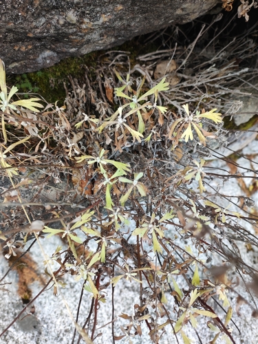 Artemisia lagocephala, photograph 5