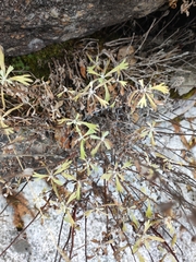 Artemisia lagocephala, photograph (c) Dmitry Ivanov, some rights reserved (CC BY)