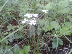 Silene linnaeana