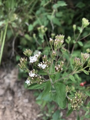 Stevia serrata