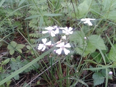 Silene linnaeana