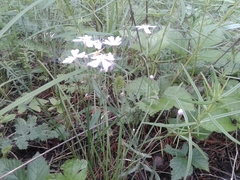 Silene linnaeana
