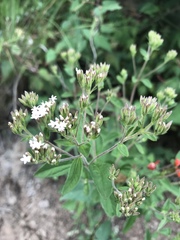 Stevia serrata