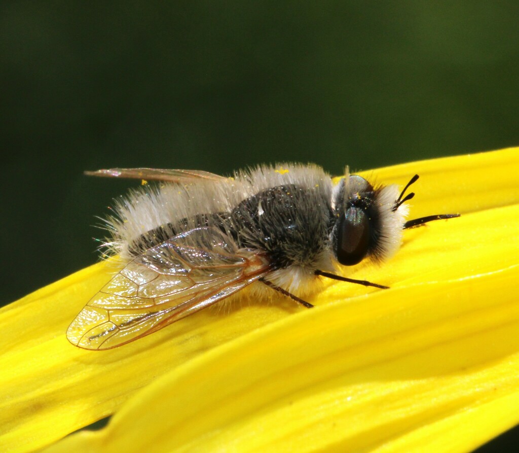 Mariobezziinae