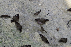 Polygonus savigny savigny