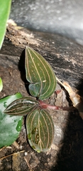 Ludisia discolor
