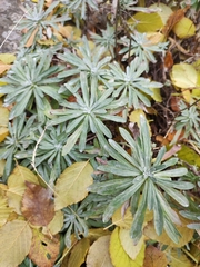 Artemisia lagocephala, photograph (c) Dmitry Ivanov, some rights reserved (CC BY)