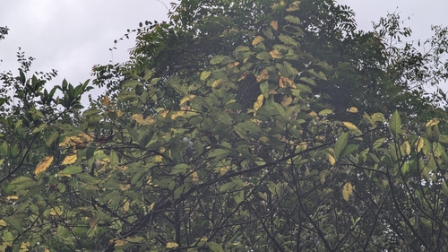 Image of Prunus campanulata by (c) Cheng-Te Hsu, some rights reserved (CC BY)