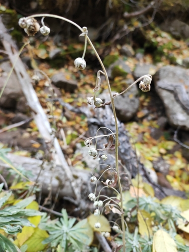 Artemisia lagocephala, photograph 3
