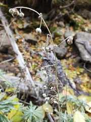 Artemisia lagocephala, photograph (c) Dmitry Ivanov, some rights reserved (CC BY)