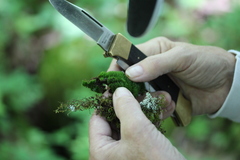 Dicranum flagellare
