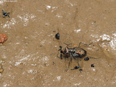 Cylindera