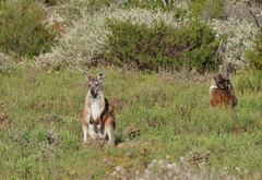 Osphranter robustus erubescens