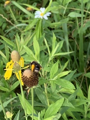 Svastra obliqua obliqua