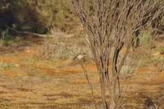 Chrysococcyx osculans