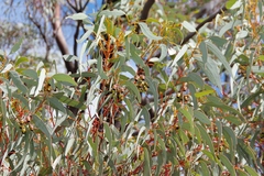Eucalyptus torquata